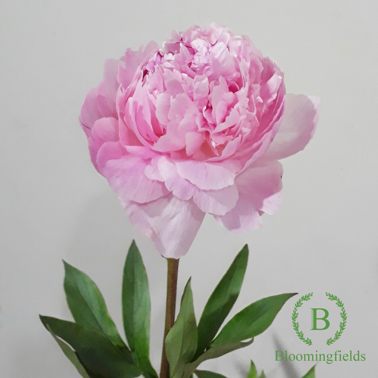 Quality Flowers Supply Bloomingfields Bridestory