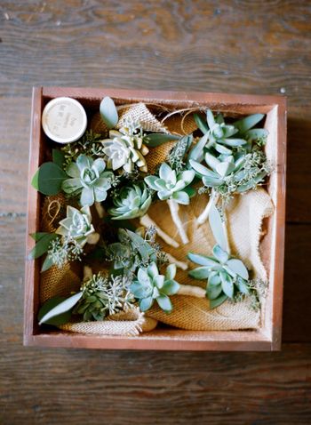 flowers-and-beyond-succulents-1